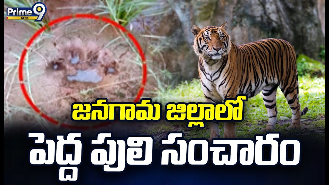 జనగామ జిల్లాలో  పెద్ద పులి సంచారం | Jangaon Tiger Spotted | Prime9 News