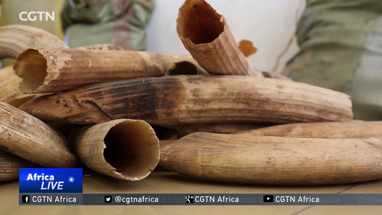 Hippo teeth auction in Tanzania may encourage poaching
