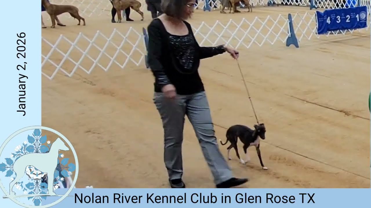 Judge Dawn Hitchcock at the Nolan River Kennel Club dog show in Glen Rose Texas