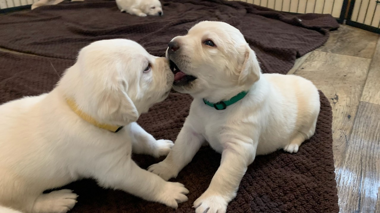 Happy Valentine's Day! ❤️ Sweet Puppy Love Moments of the CUTEST Lab Puppies #labrador #cutepuppies