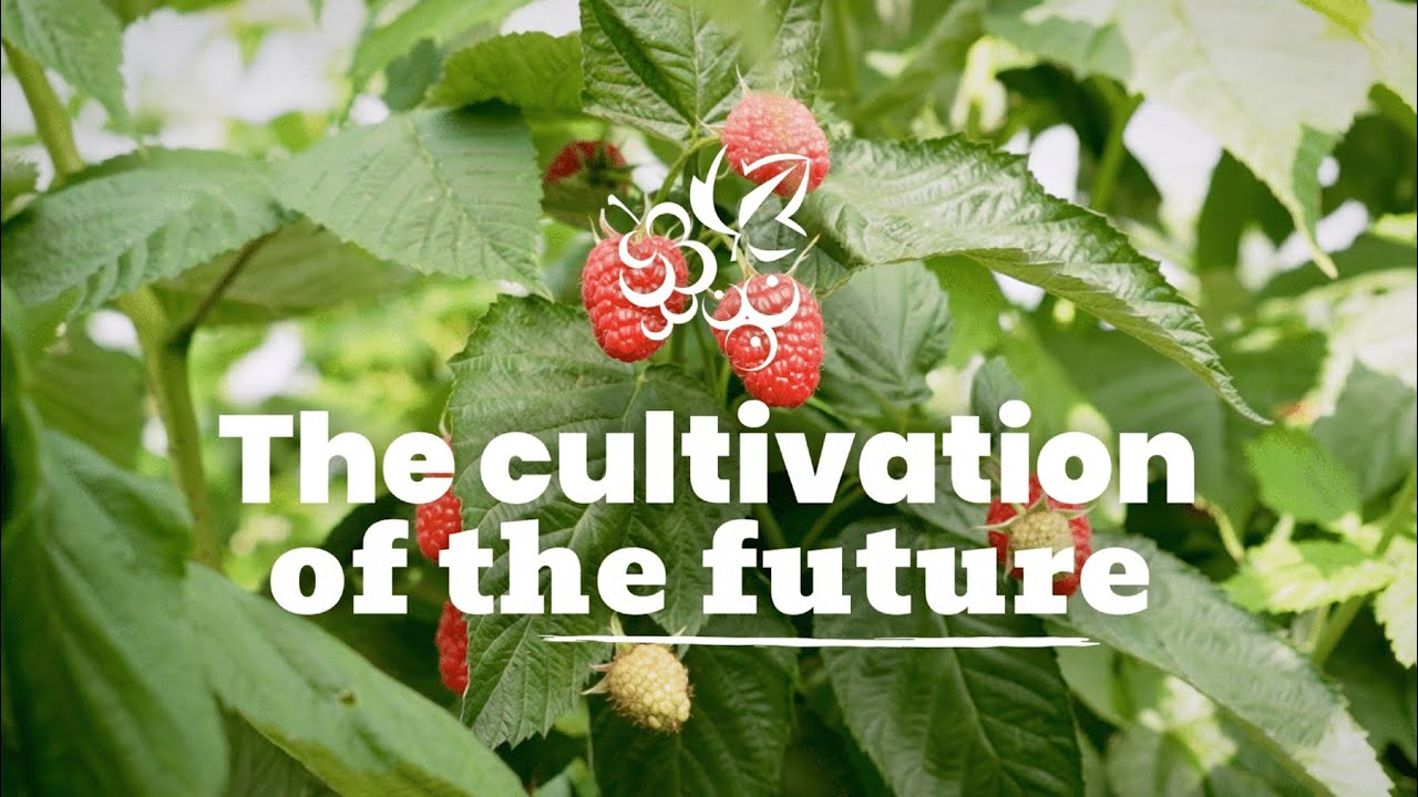 The cultivation of the future - Berrybrothers