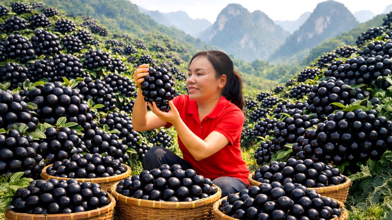 Harvesting Mountain Mangosteen | Fresh Black Mangosteen—Sold Out Fast at the Village Market