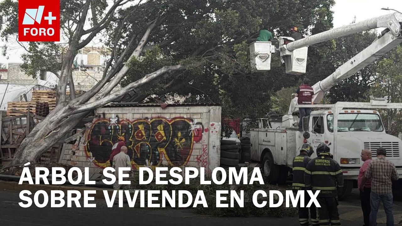 Árbol cae sobre barda de casa en Azcapotzalco sin dejar lesionados