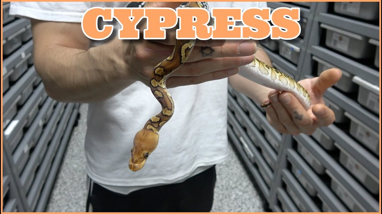 Show Case Saturday! Cypress Ball Python