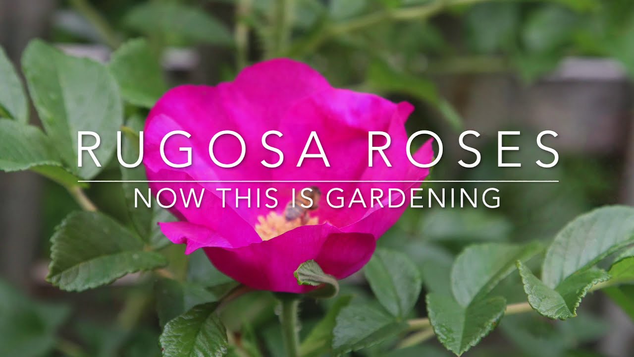 How to Grow Rugosa Roses -  Rugspin and other Varieties