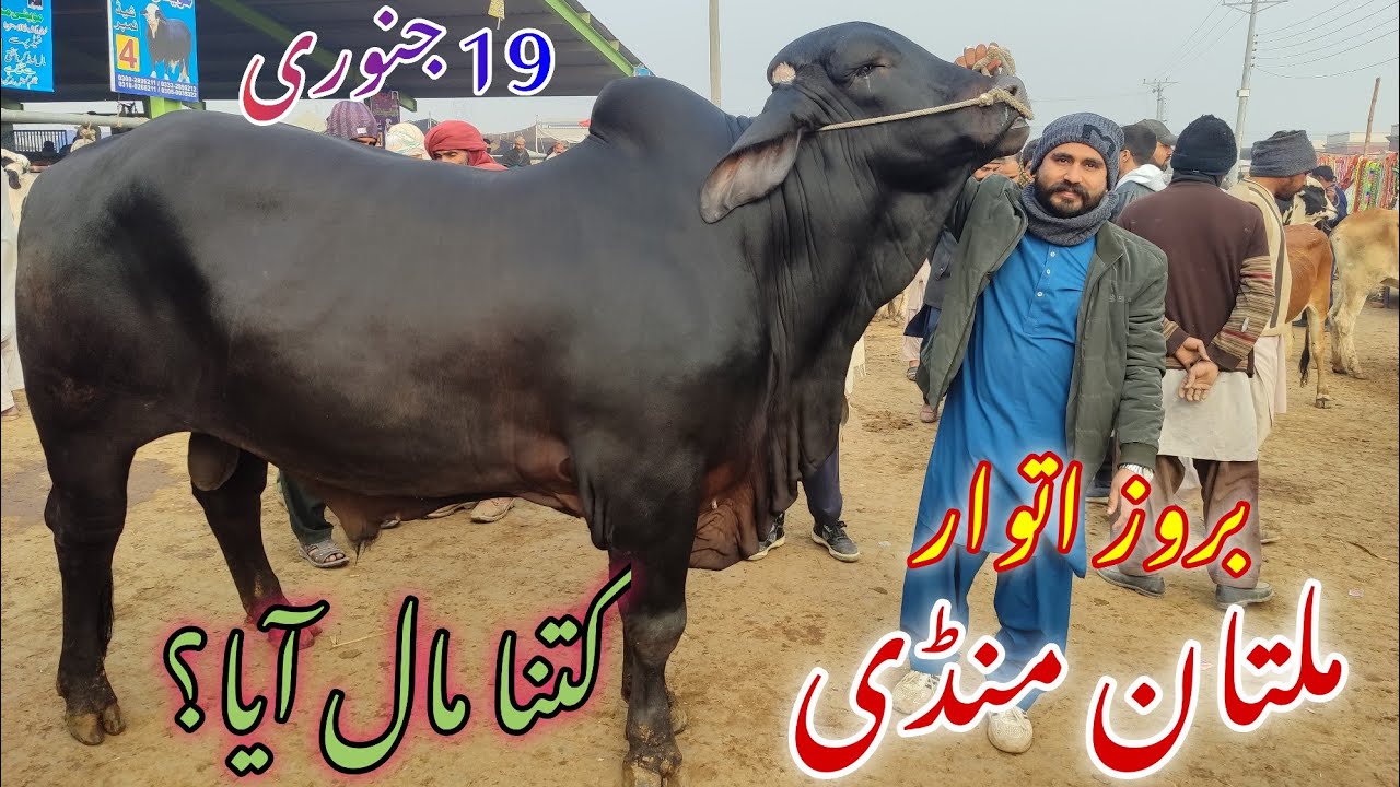 Mandi me kitna Mall aya? || or ya Brahman Bachraa kitnay ka? || latest update || Multan Cow Mandi