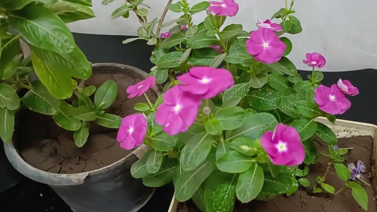 رعاية واكثار نبات الونكا/هتشوف نتيجة خلال اسبوع