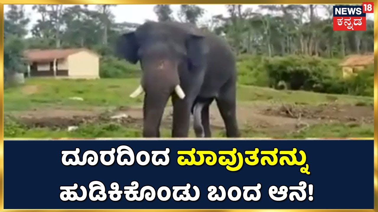 Kodagu | ಕಾಡಿಗೆ ಅಟ್ಡಿದ್ದರೂ ಮರಳಿ ಬಂದ ಆನೆ ; 4000 ಕಿಲೋ ಮೀಟರ್ ದೂರದಿಂದ ಮಾವುತನನ್ನು ಹುಡಿಕಿಕೊಂಡು ಬಂದ ಆನೆ!