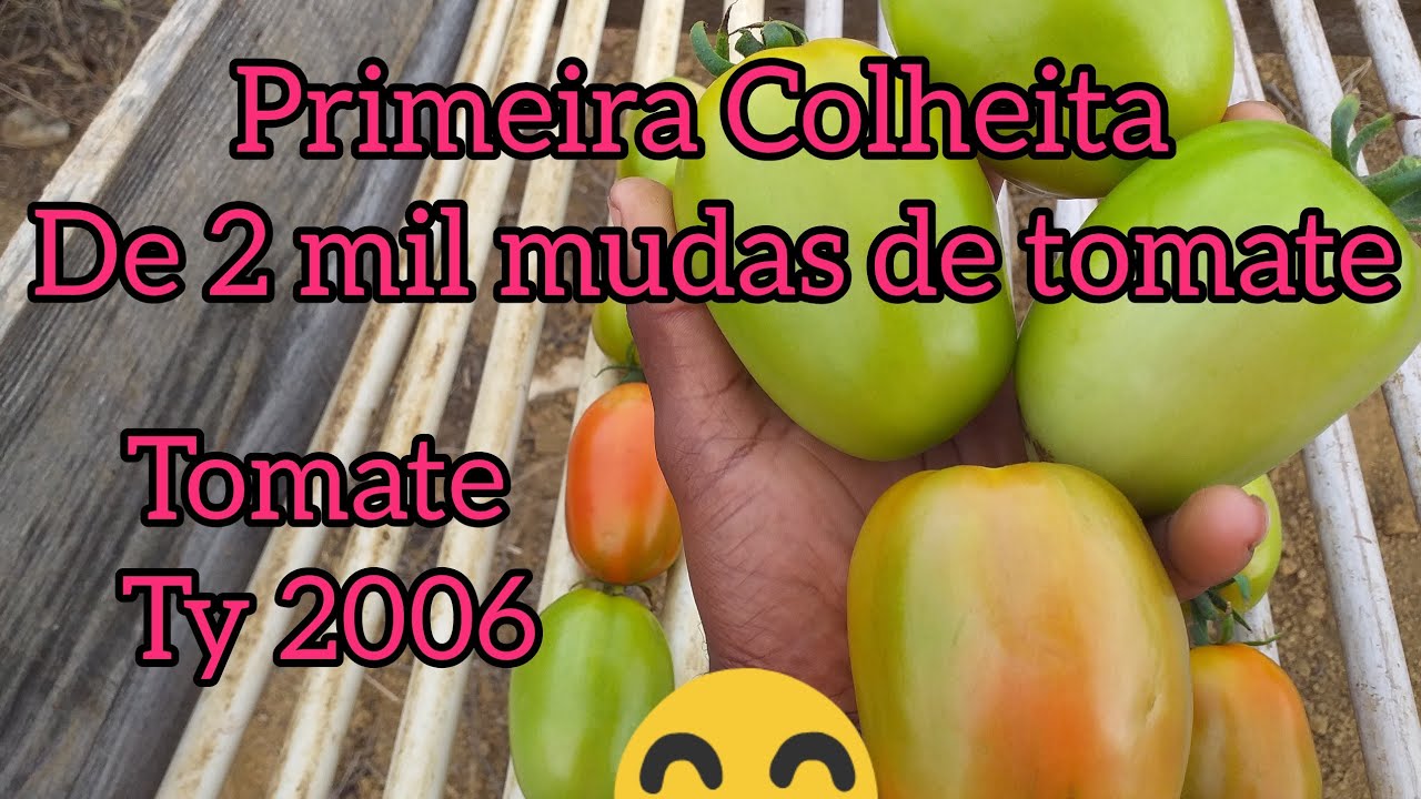 primeira colheita de 2 mil pés  de tomate ty2006