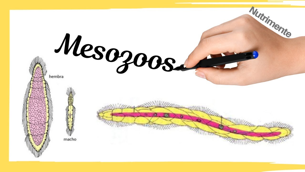 Filo Mesozoos (Reclasificación actual) - Los parásitos más enigmáticos del reino animal