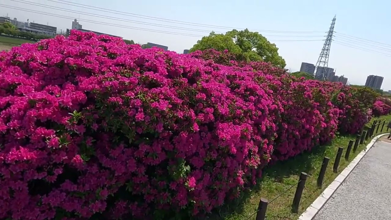 堺市浅香山緑道のツツジ🌺を見ながら歩いた2025年４月26日