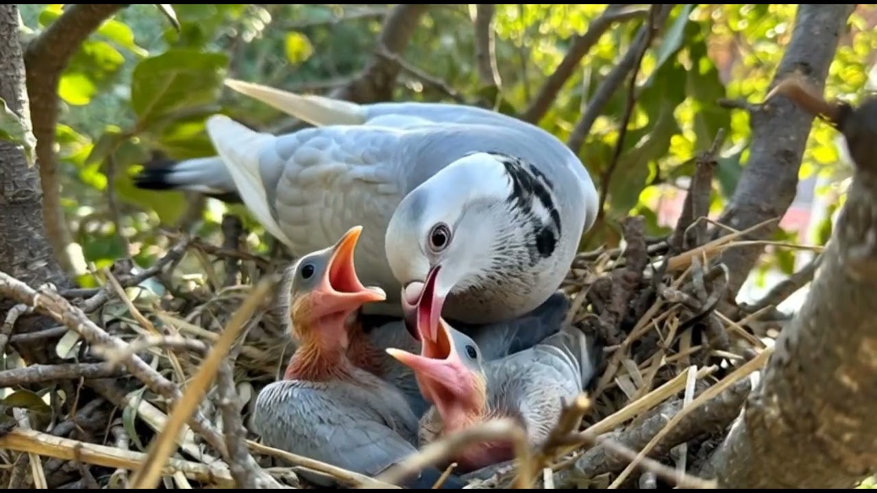 new Pigeon momments 
