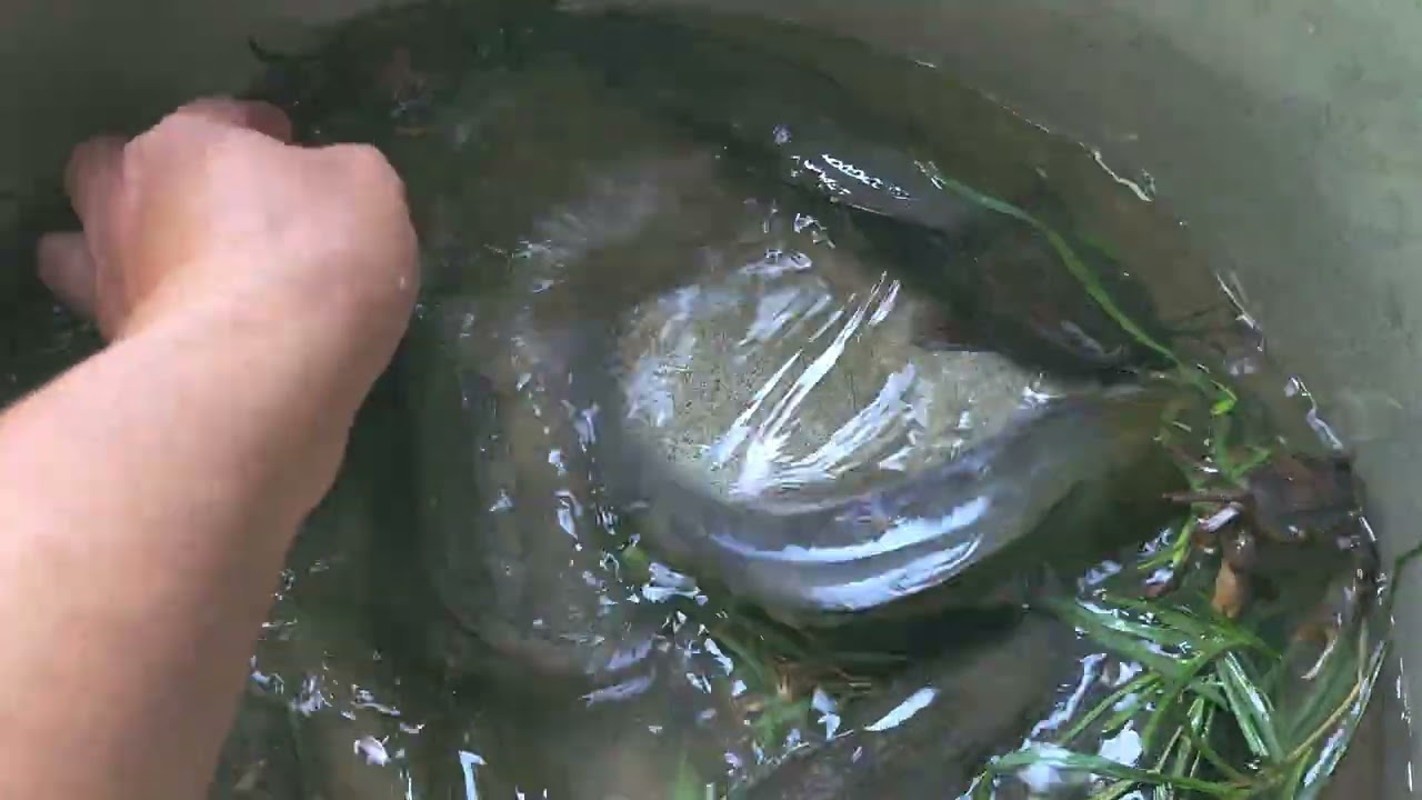 ក្ដាមត្រីអន្ទង់