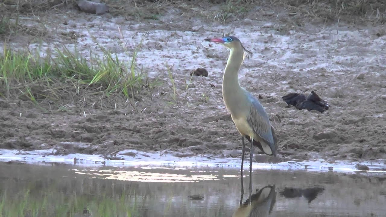 O CANTO da MARIA-FACEIRA (SYRIGMA SIBILATRIX), WHISTLING HERON, Linda gar&ccedil;a brasileira.