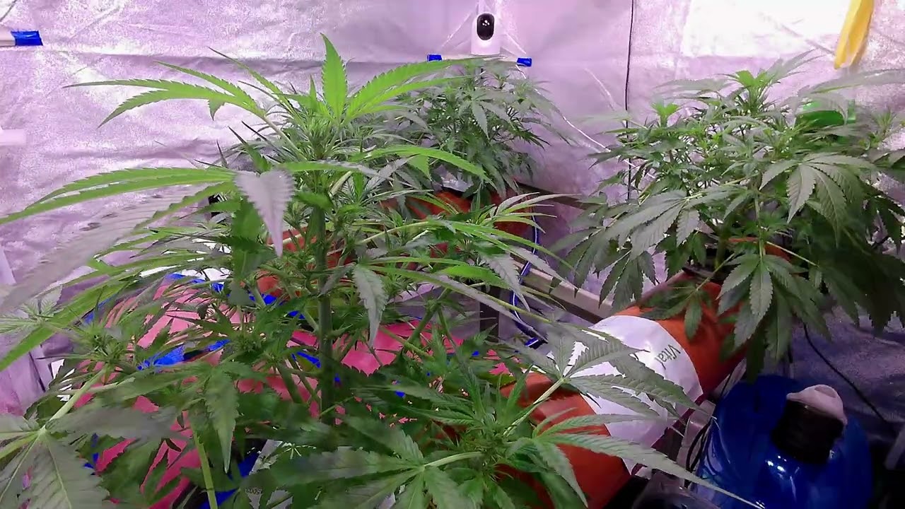 MI5 Auto Strain - Day 37 - Hydroponic NFT - Cannabis Timelapse