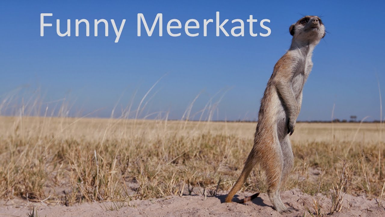 Funny Animals - cute baby meerkats struggle to stay awake.
