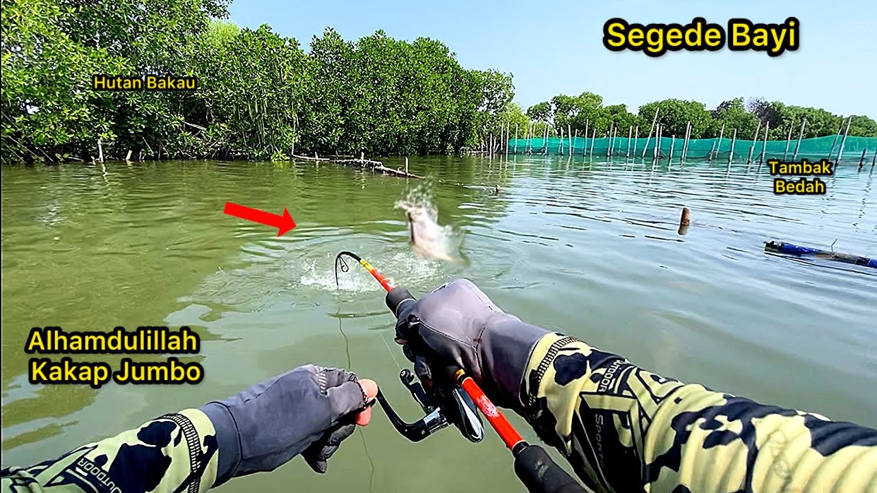 Menggila Lagiii...!!! Mancing Dasaran Dapat Kakap Putih Besar