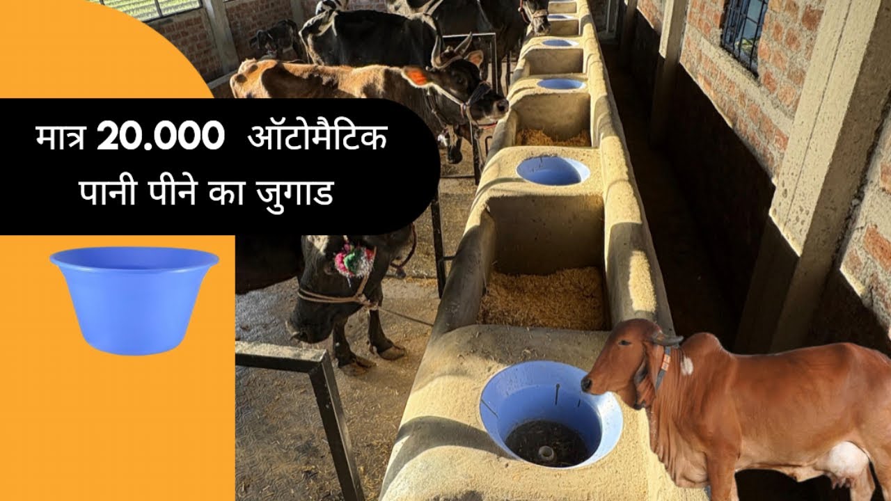मात्र 20 हज़ार में कैसे बनाये गाय 🐄 भेस के लिए पानी पीने का ऑटोमैटिक जुगाड़ 