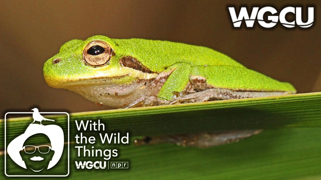 Tree Frogs | With The Wild Things feat. Dr. Jerry Jackson