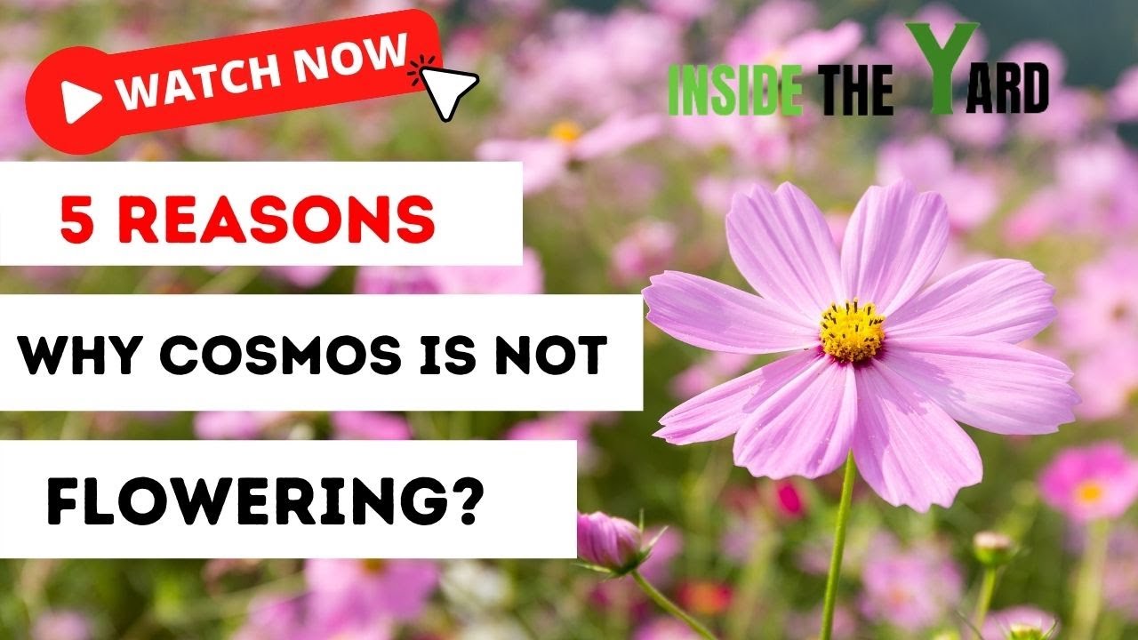 [Know The Reasons] Why Cosmos Is Not Flowering?