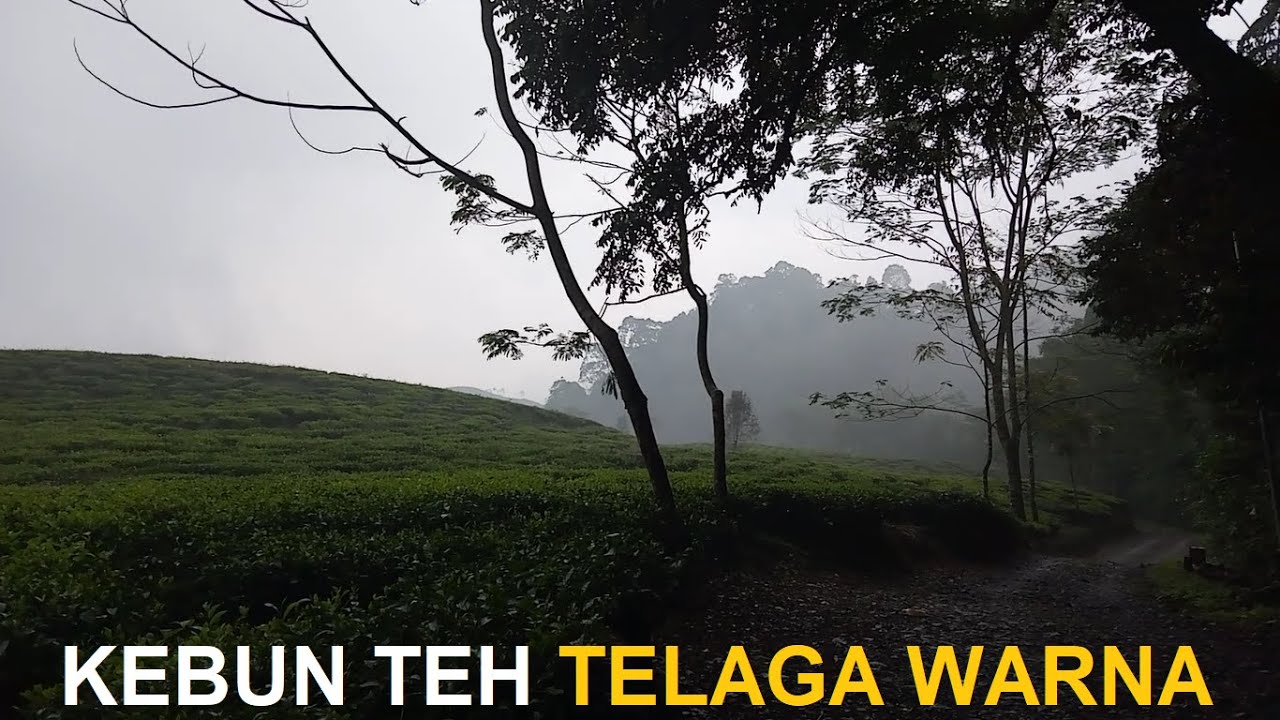 Telaga Warna Puncak : Kebun Teh Sunyi yang Mendamaikan Hati