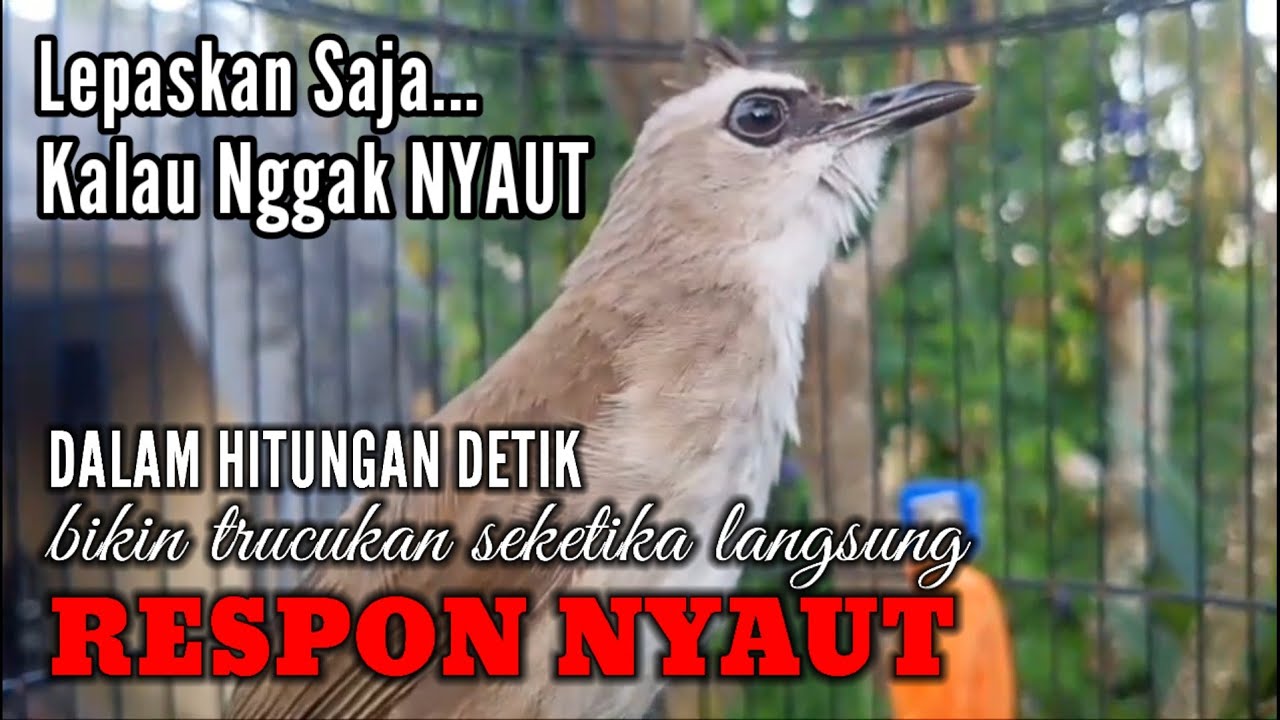 trucukan gacor TARUNG ROPEL  pancingan trucukan agar bunyi jadikan burung trucuk seketika GACOR