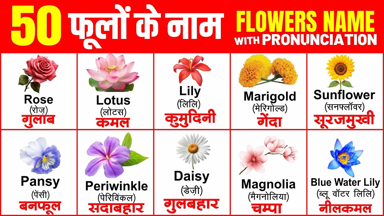 50 flowers name in english and hindi with pdf | फूलों के नाम हिन्दी और इंग्लिश में |