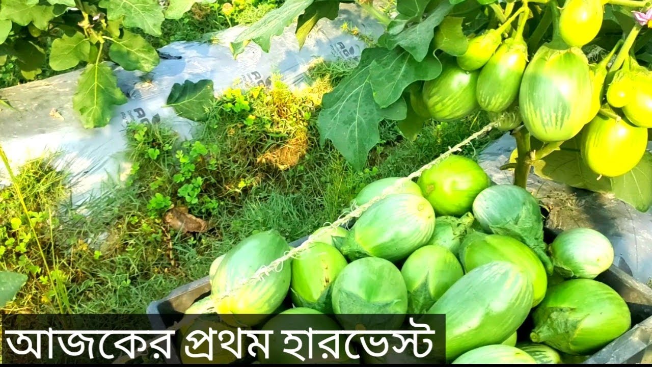 বেগুন চাষ রমজান টার্গেট ২০২৬।সেরা প্লাস সেরা জাত।