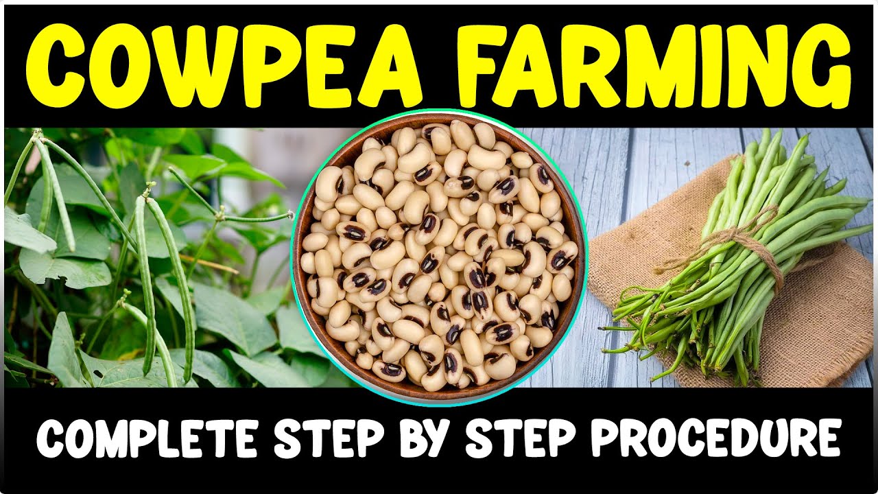 CowPea Farming - Complete Step By Step Informations