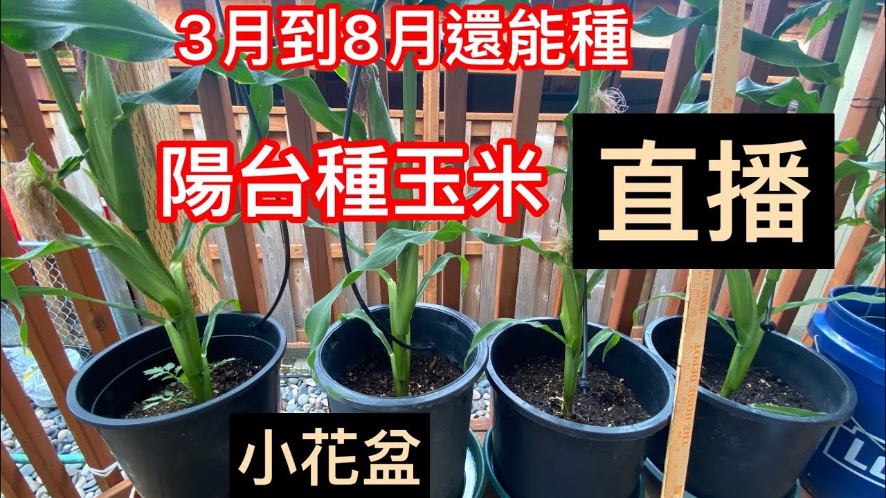 【直播：陽台種玉米】選對土壤太重要、無病蟲害How to grow corn in a small container