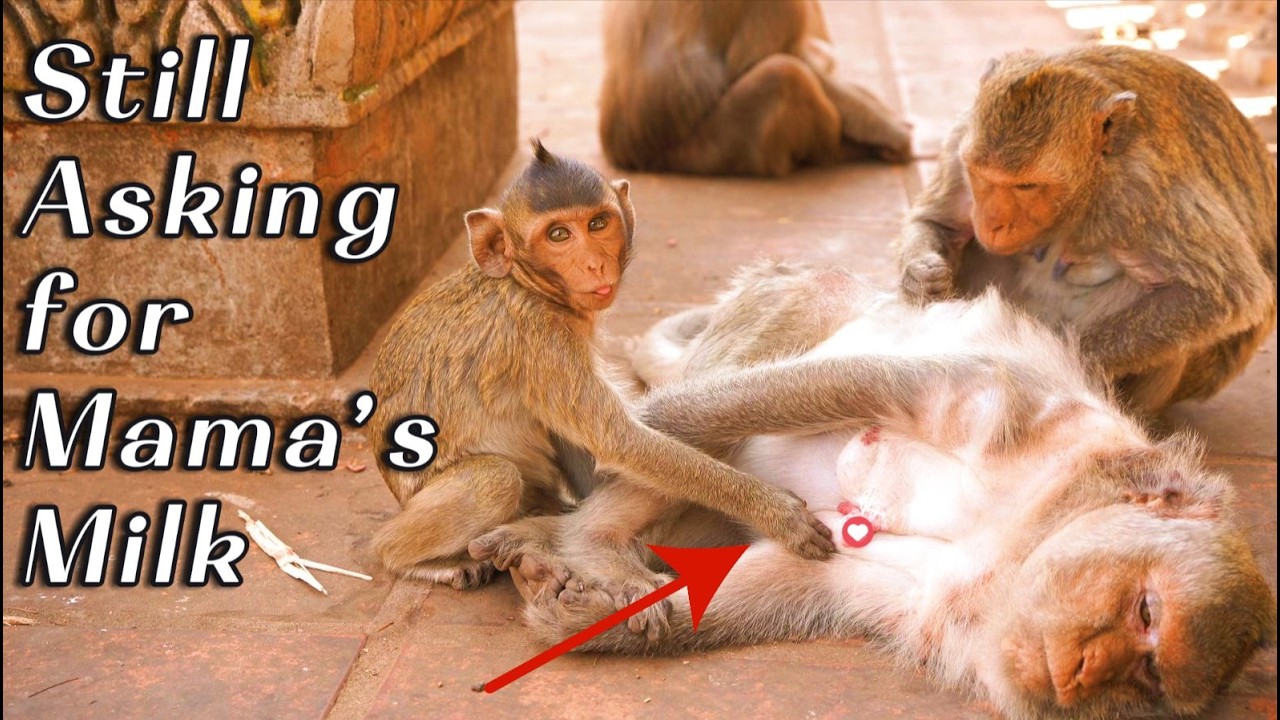 Emotional Moment Berrila Still Asking for Milk  Mama Monkey Berry&rsquo;s Difficult Decision