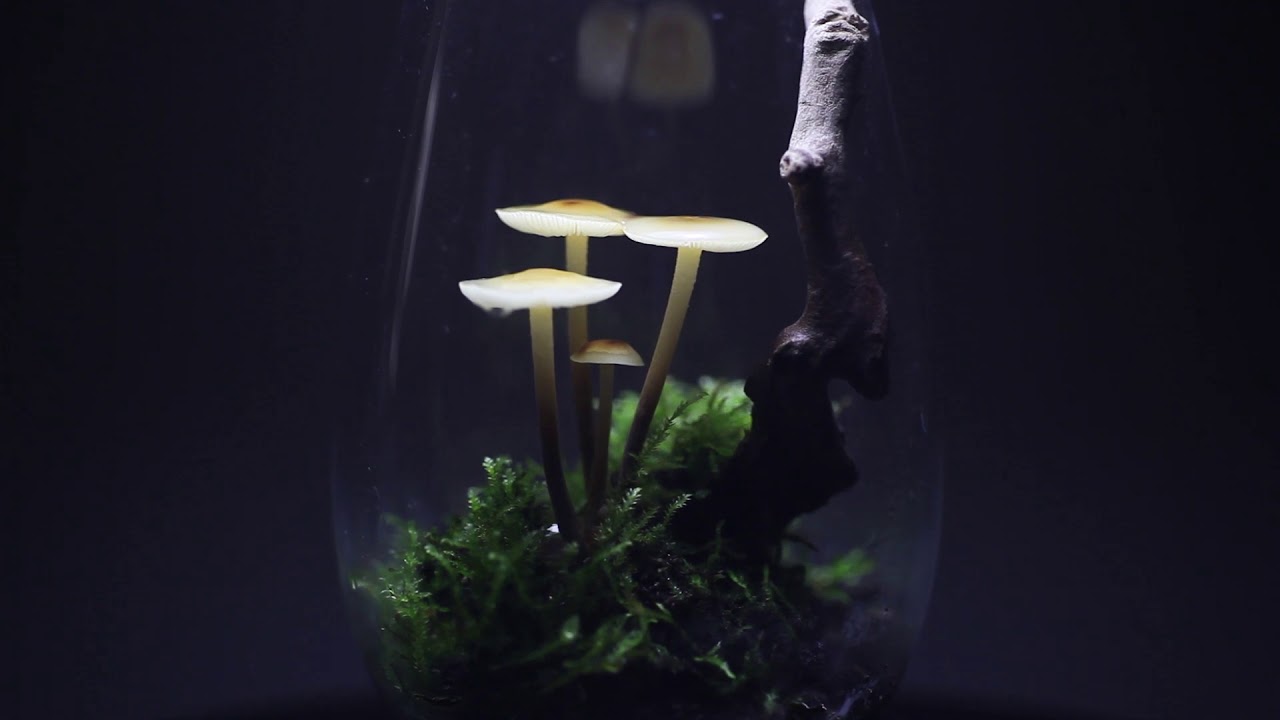 Glass Mushrooms [Mushroom Terrarium]