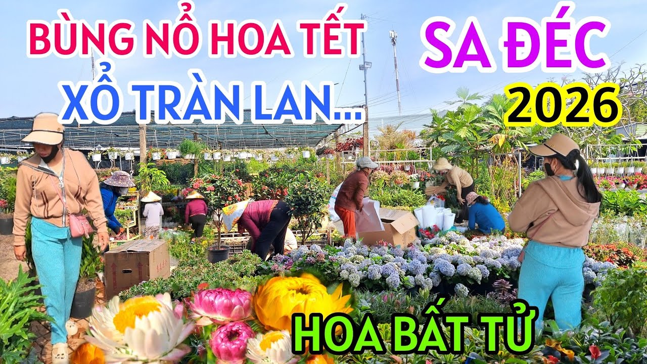VỠ TRẬN HOA TẾT SA ĐÉC 2026 XỔ TRÀN LAN - LẦN ĐẦU TIÊN XUẤT HIỆN HOA BẤT TỬ