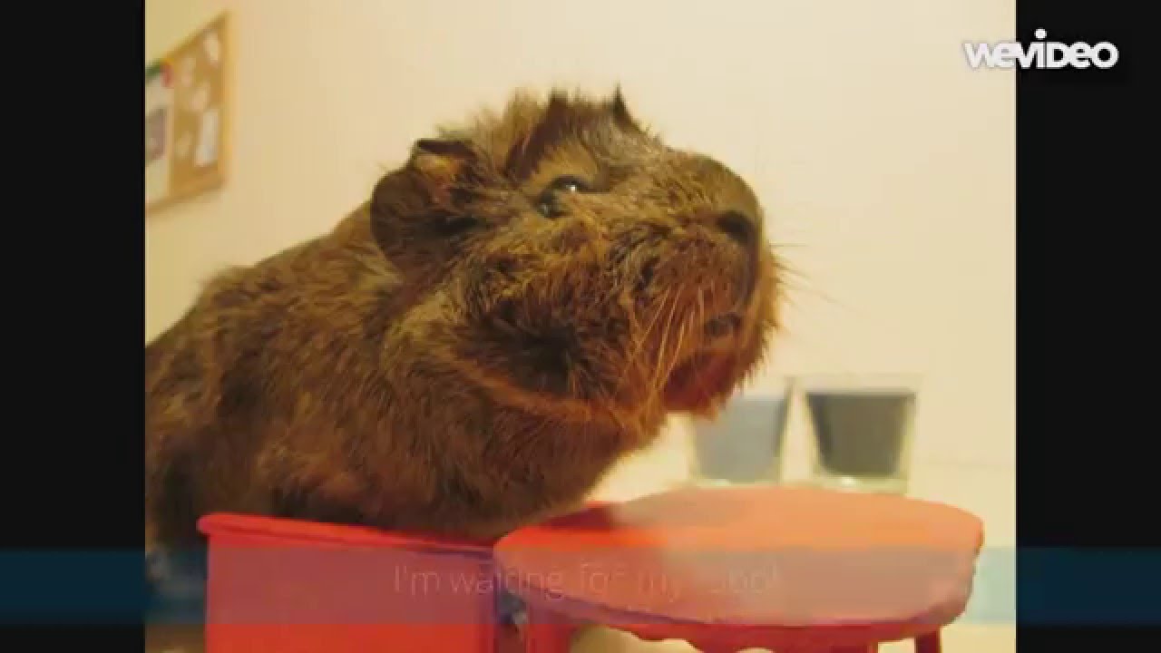 Squeak Dreams Christmas 2015 Contest Entry