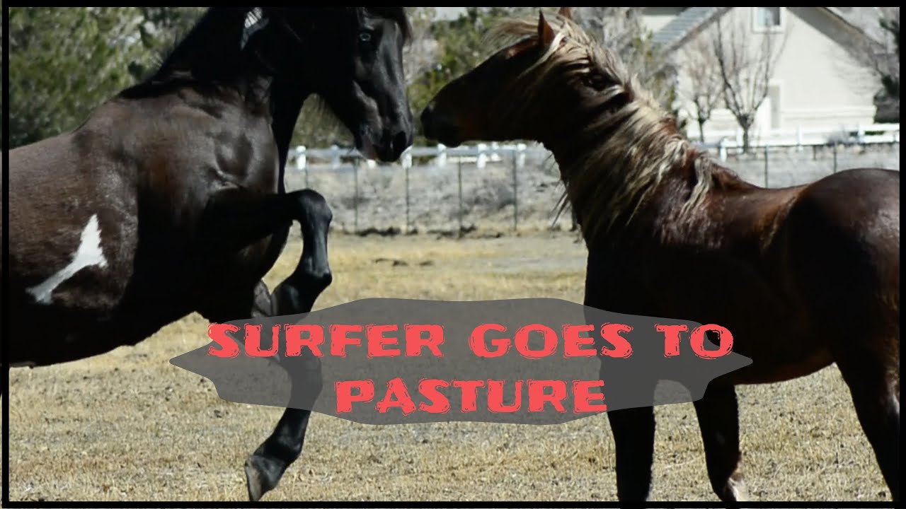 Surfer Dude and Zurdo go to pasture!