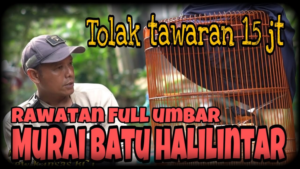 MURAI BATU HALILINTAR FULL UMBAR🔴🔴TOLAK TAWARAN 15 JUTA‼️