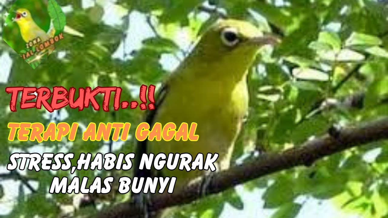 💥TERBUKTI. Terapi kecial kuning stress,macet,malas bunyi dan mabung ❗❗ pancingan kecial kuning macet