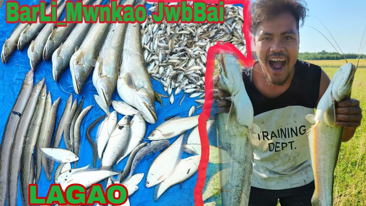 BARLI MWNKAO JWBBAI __PURA KATOL BWNNAI #fishcatching #fishing