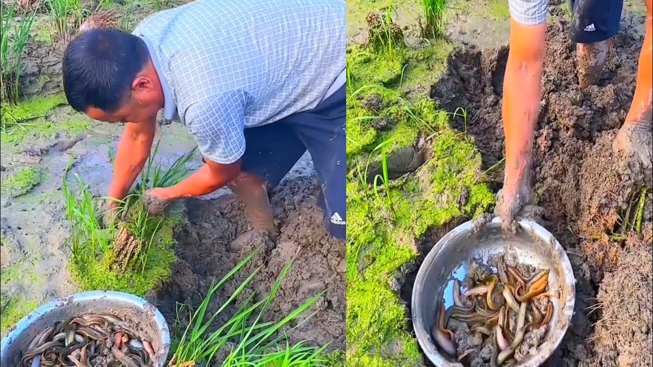 Old-Age Fishing Technique 😱 Hand-Catching Hidden Fish in Rice Fields | Real Rural Fishing Experience