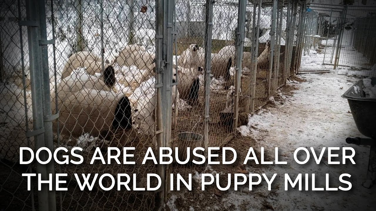 Dogs Are Abused All Over the World in Puppy Mills
