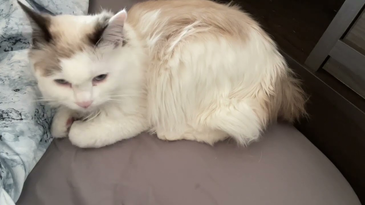 めずらしくくっついて甘える猫が可愛すぎて犬の散歩が遅れ気味です