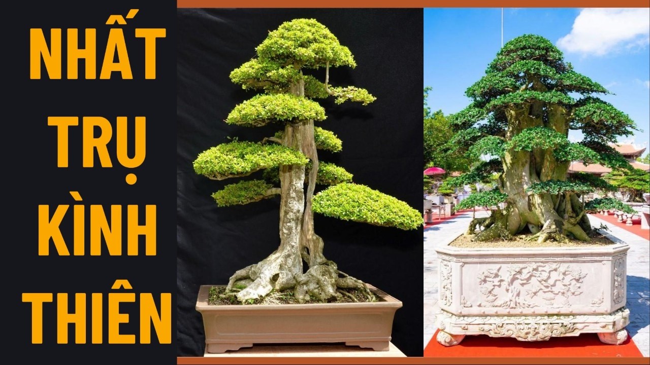VẺ ĐẸP HÙNG VĨ CỦA BONSAI NHẤT TRỤ KÌNH THIÊN – DÁNG CÂY CỦA NGƯỜI QUÂN TỬ#bonsai #bonsaivietnam