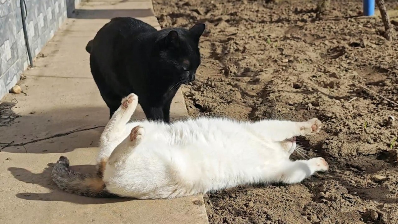 Cats Enjoying a Warm Winter Day 😻☀️🐾