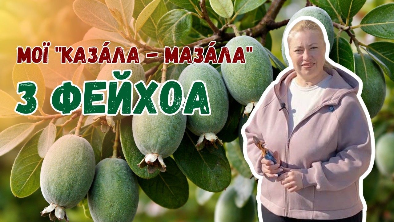 Мої 