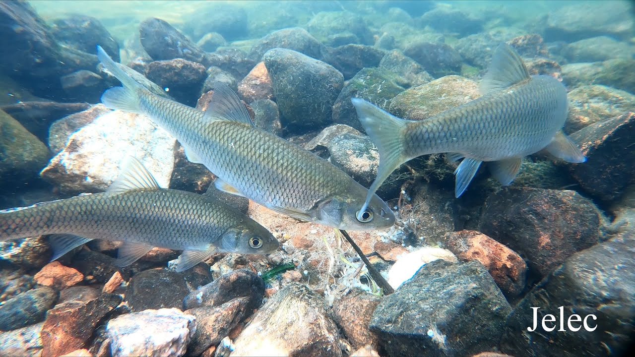 Jelec (Leuciscus leuciscus). Common dace