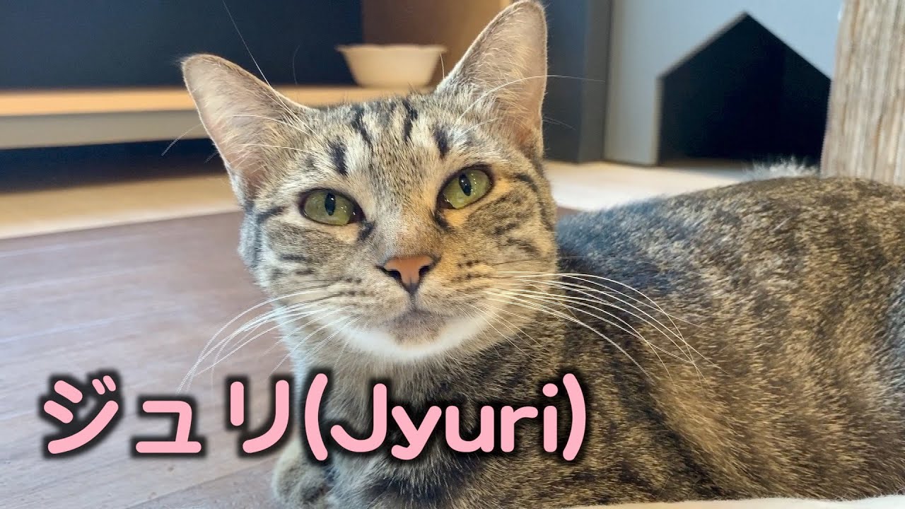 ちっちゃいけど大人のレディ【ジュリ】【保護猫カフェ】