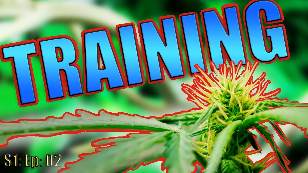TRAINING AUTOFLOWERS for HIGH YEILD | ORGANIC LST