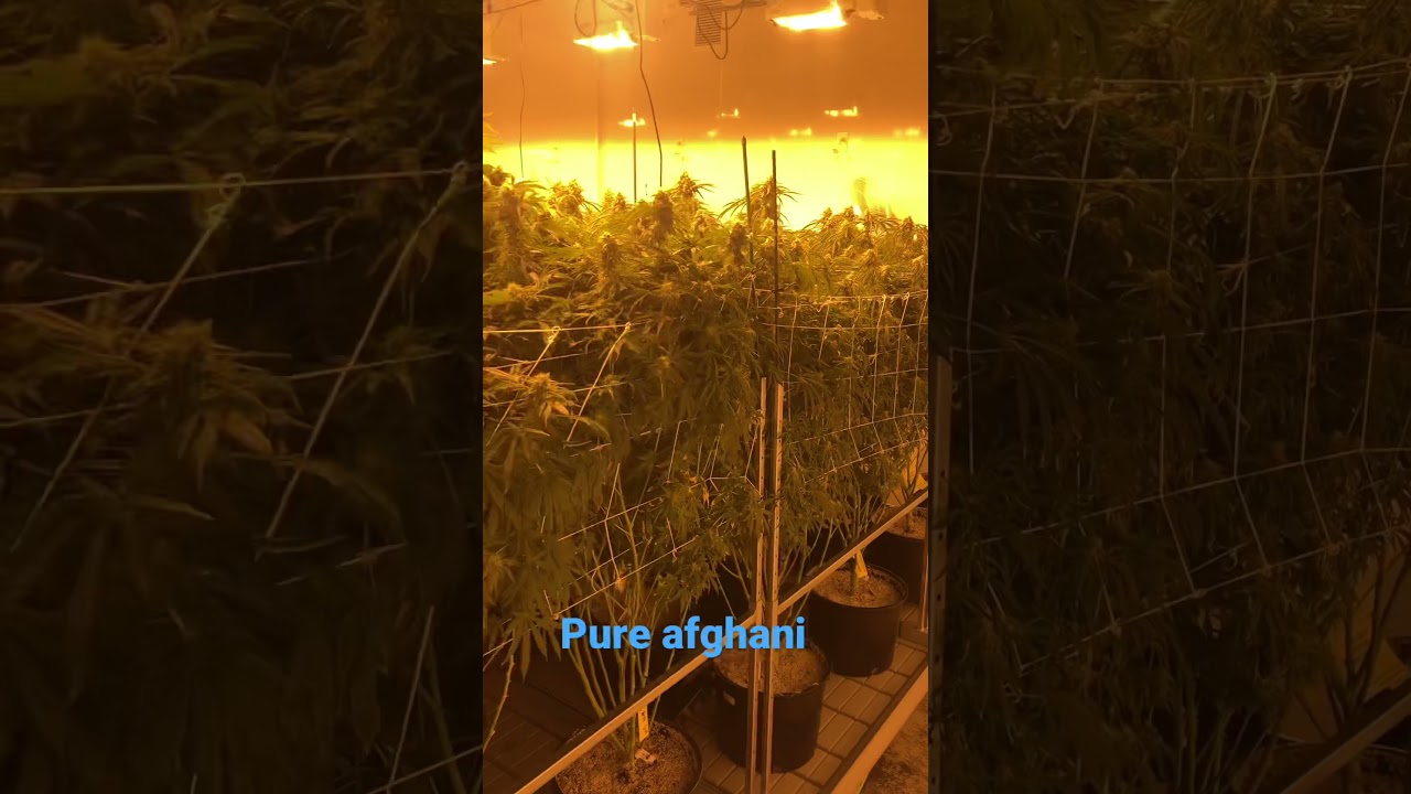 That 100% indica! Real afghani