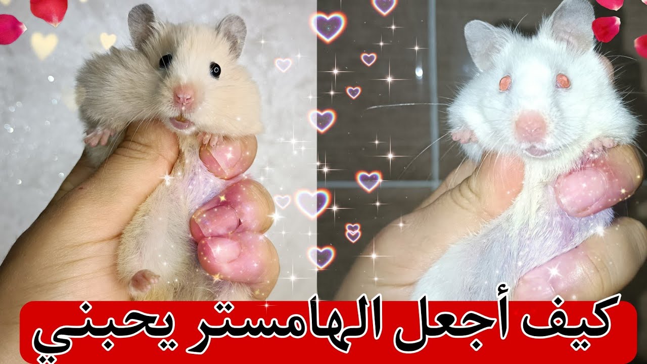 ترويض الهامستر ليصير أليف ويمتنع عن العض والهرب🐹💯