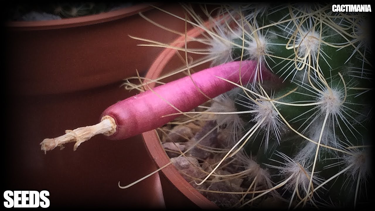 Harvesting Mammillaria Cactus Seeds + Fruit Taste Test!